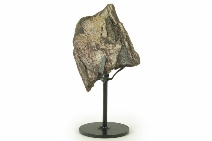 Fossil Sauropod Rib Section with Metal Stand - Colorado #383198